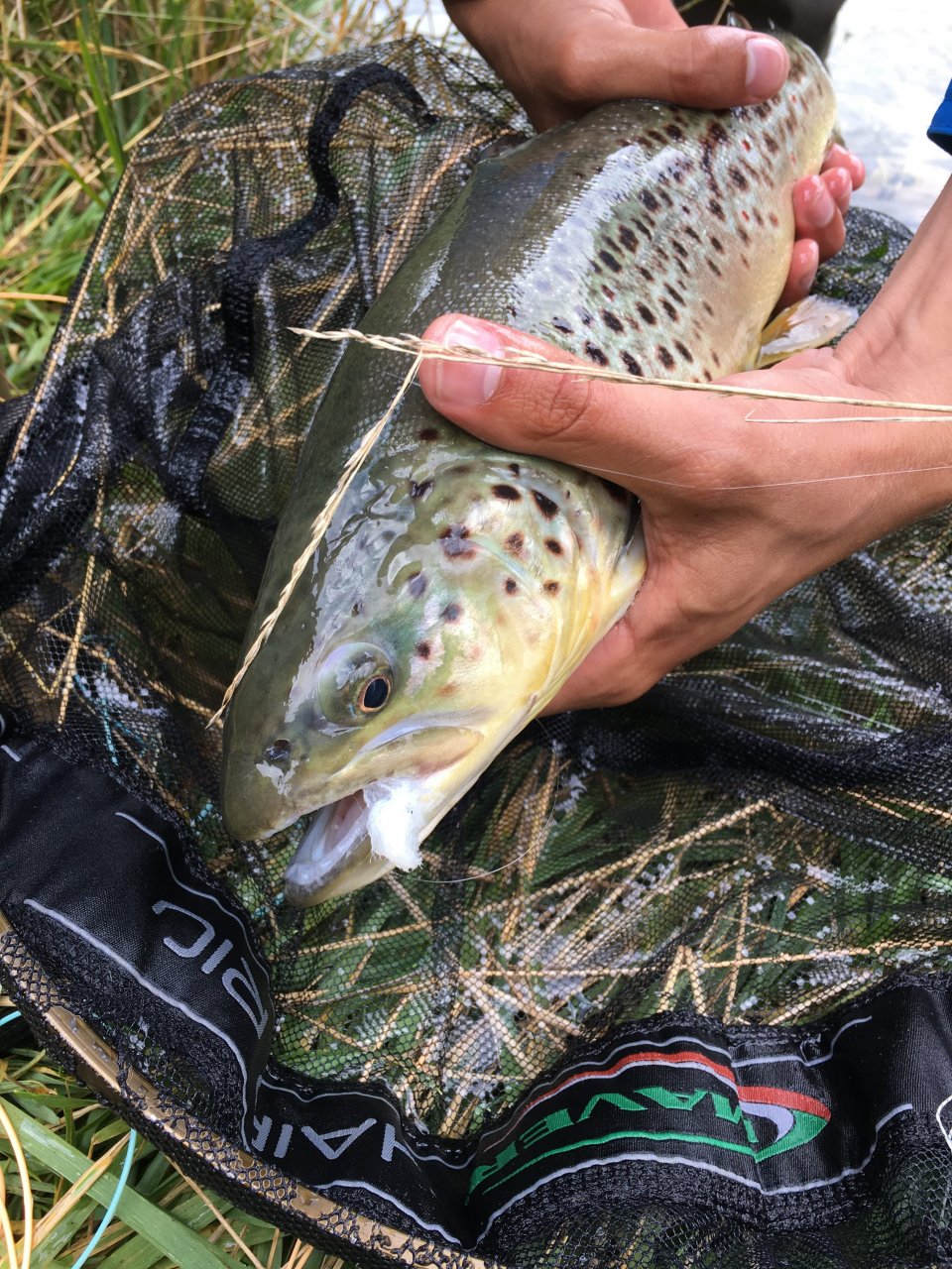 Still Water Fly Fishing in Trentino