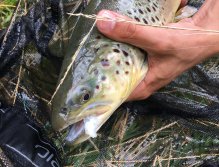 Still Water Fly Fishing in Trentino