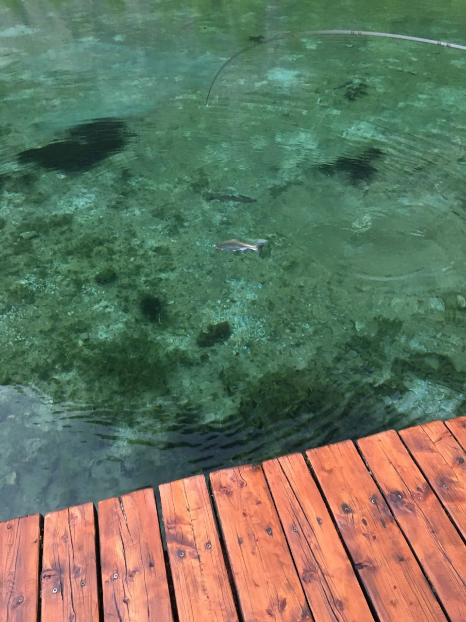 Still Water Fly Fishing in Trentino