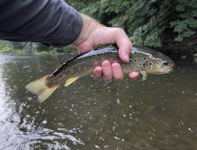 Teplá river in Karlovy Vary