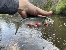 Teplá river in Karlovy Vary