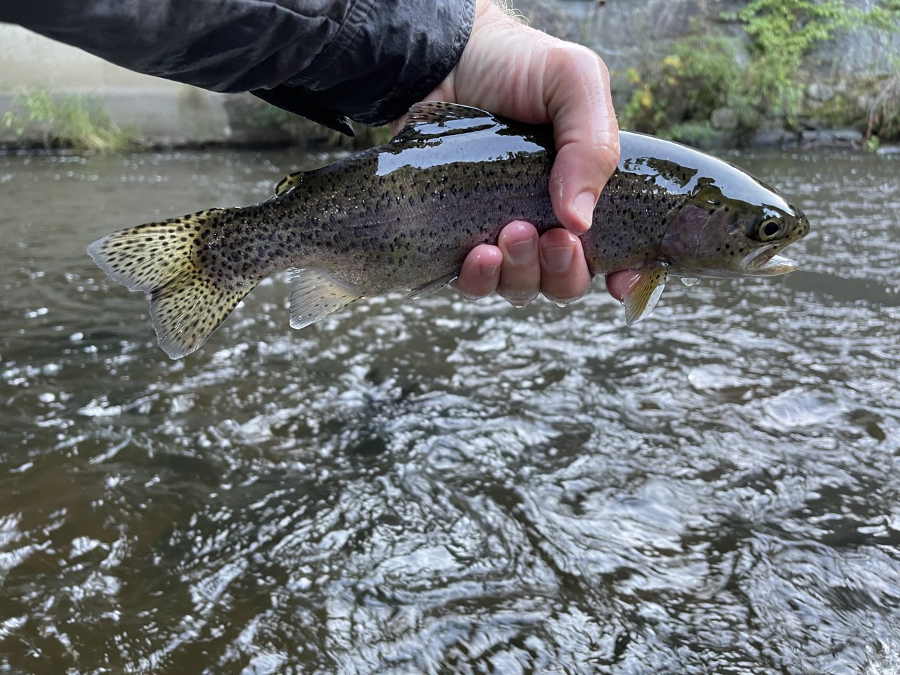 Tepl� river in Karlovy Vary