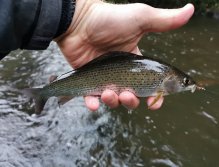 Tepla in Brezova near Karlovy Vary