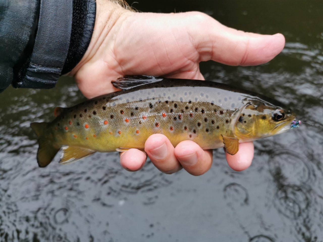 Tepla in Brezova near Karlovy Vary