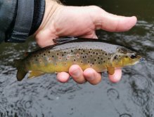 Tepla in Brezova near Karlovy Vary