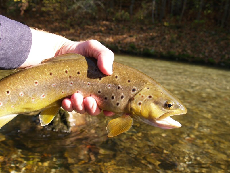 Brown Trout
