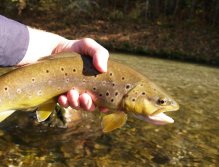 Brown Trout