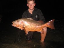 A large rock salmon Lutjanus argentimaculatus