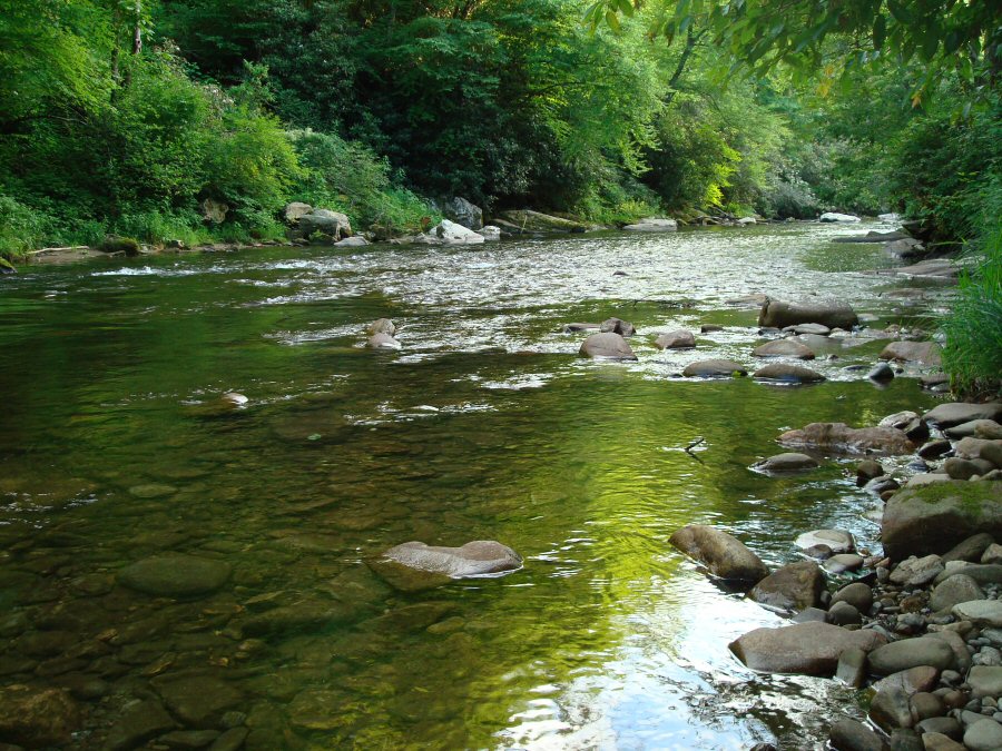 Placid waters, summer on Raven's Fork