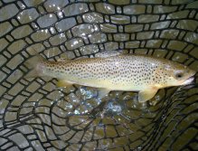 Brown trout
