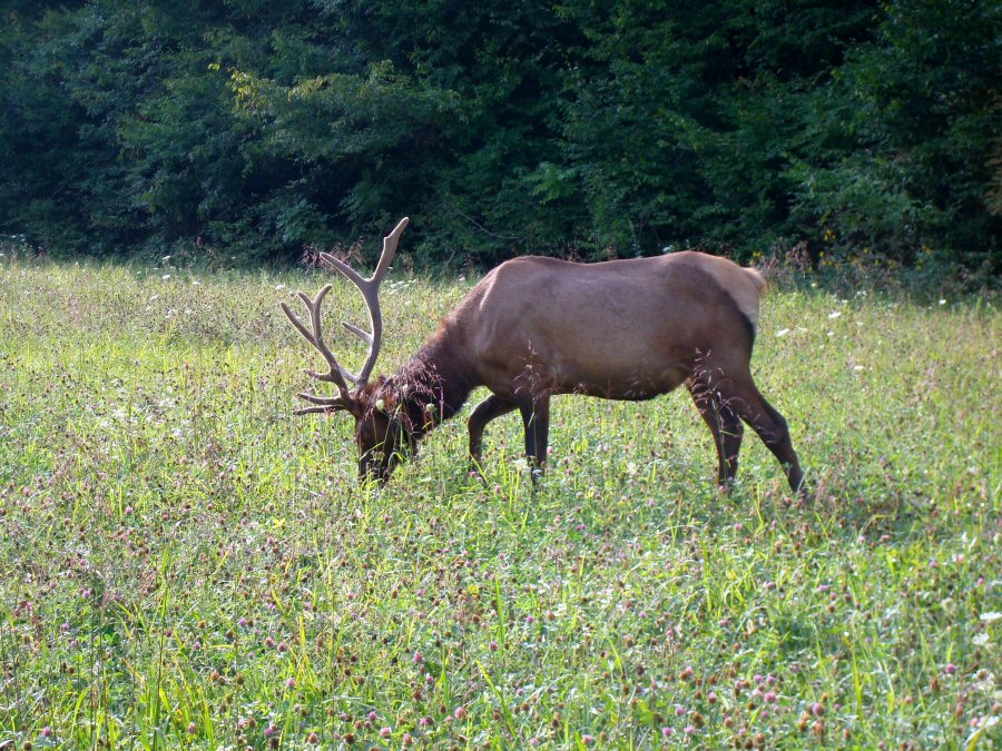 Bull Elk feeding in a meadow next to Raven's Fork.