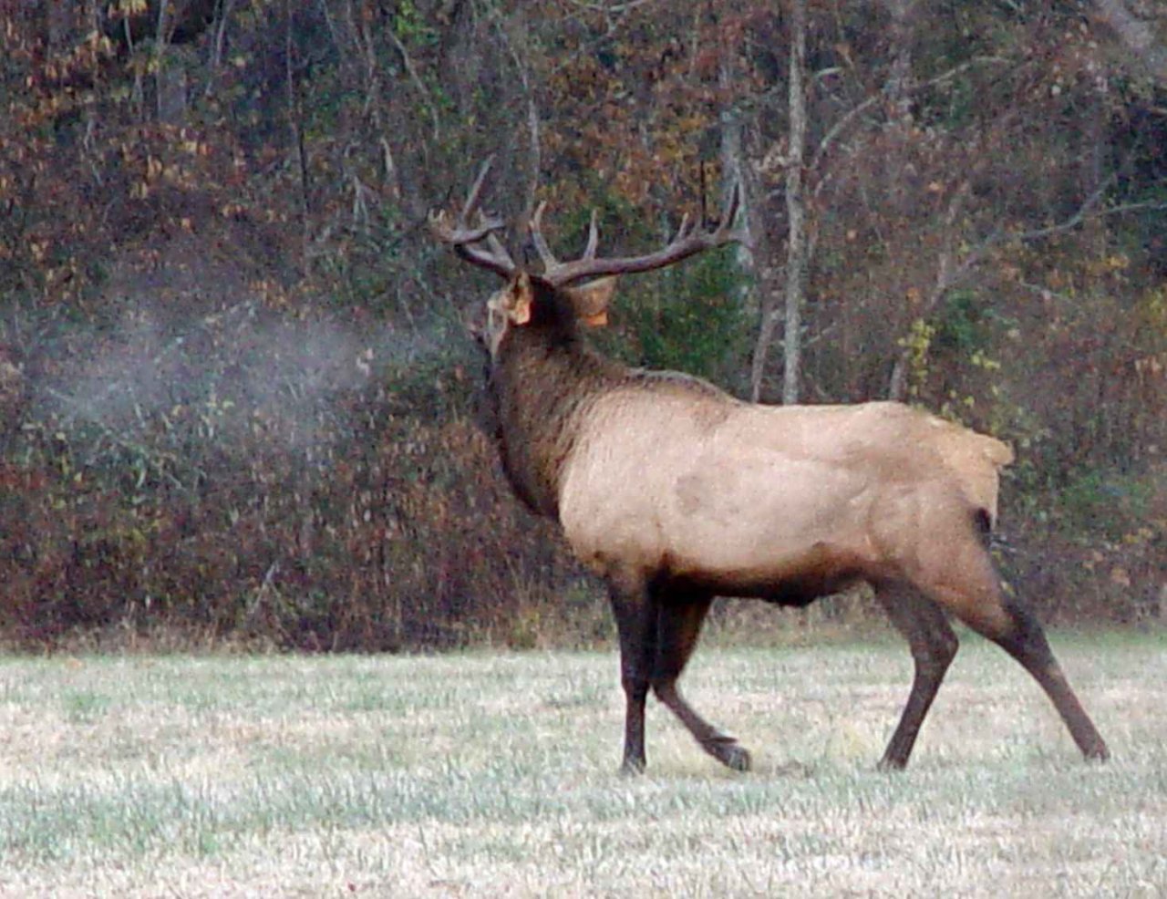 Bull Elk (Wapiti) in early morning.  Field near Raven's Fork
