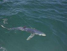 Beautiful Blue Shark