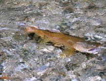 Big Brown-early Summer, New Zealand
