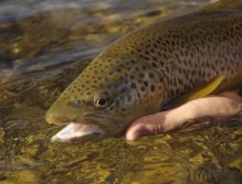 Brownie, New Zealand