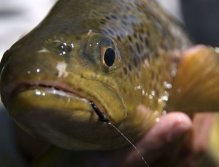 mmmmm Tasty-Brown, New Zealand