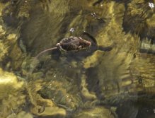 Swimming mouse - a real one!