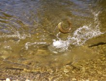 Who says browns don't jump?!