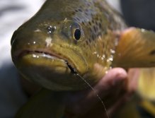 "Big fish eat small flies too"