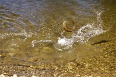 Once in a Blue Moon Trailer