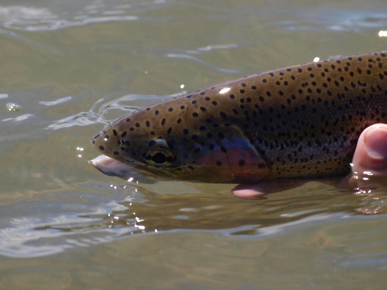 Redfern Rainbow closeup