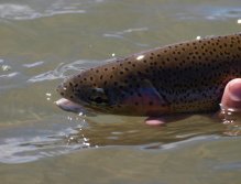 Redfern Rainbow closeup