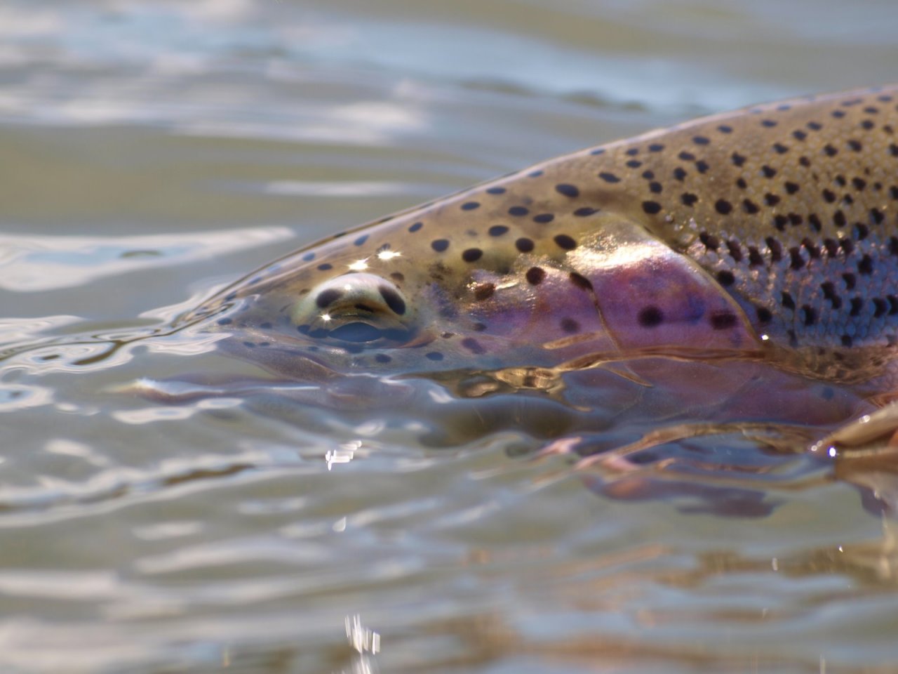 Another Redfern River Rainbow