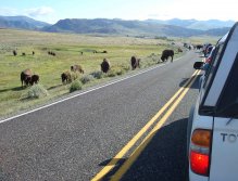 Slowing down the ride to the river. Bison have the right-of-way