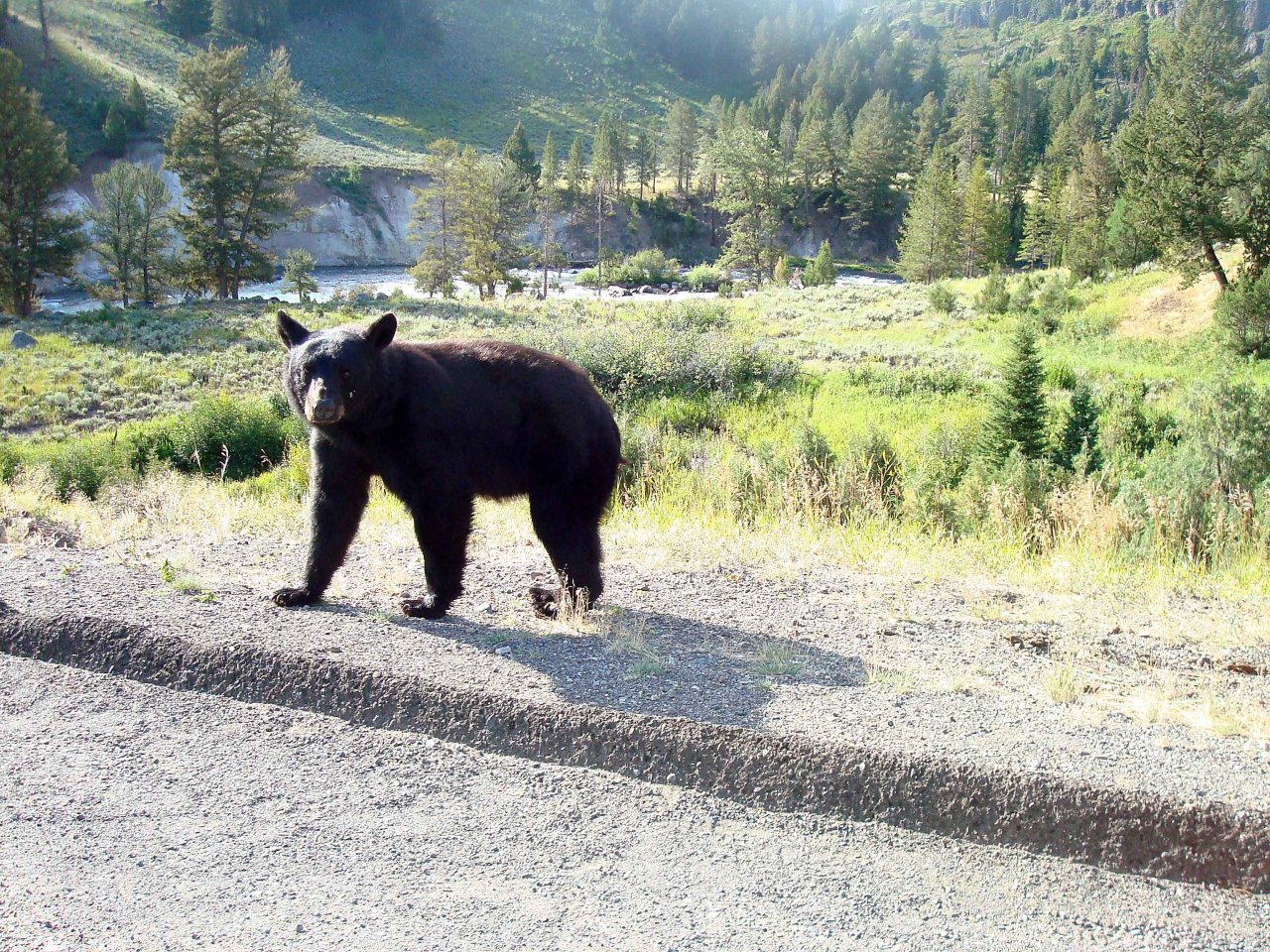 Black Bear that walked across the bridge with us