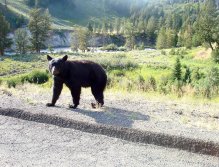 Black Bear that walked across the bridge with us