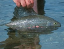 Arctic grayling
