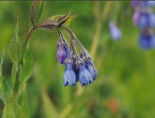 Blue bells