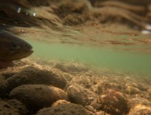 Releasing a nice Cutthroat Trout