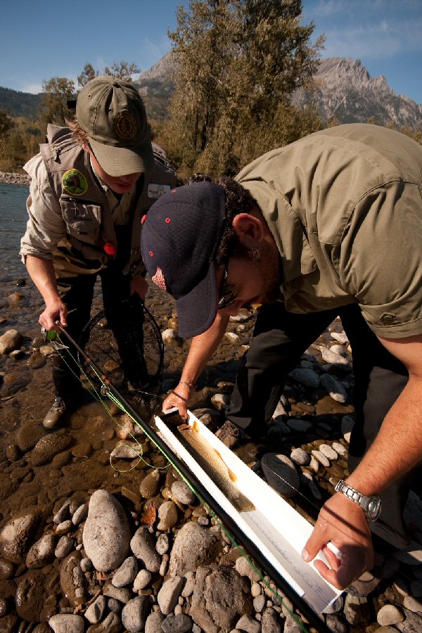 Measuring a Beautiful Cutthroat Trout