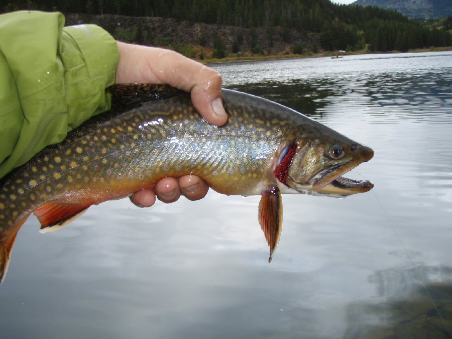 Nice Brook Trout on Summit Lake