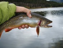 Nice Brook Trout on Summit Lake