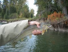 Beautifully spotted Cutthroat from the Elk River