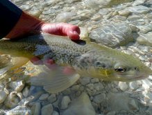 Endemic marble trout from Soča