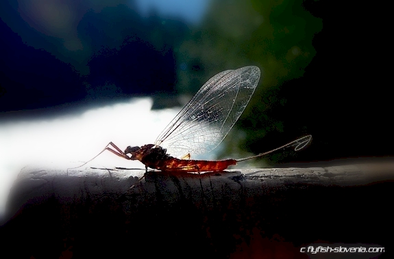 Autumn So�a river menu