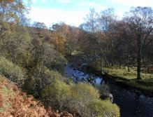Alder and Birch Trees shade the salmon spawning pools