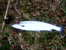 North Esk Atlantic Salmon