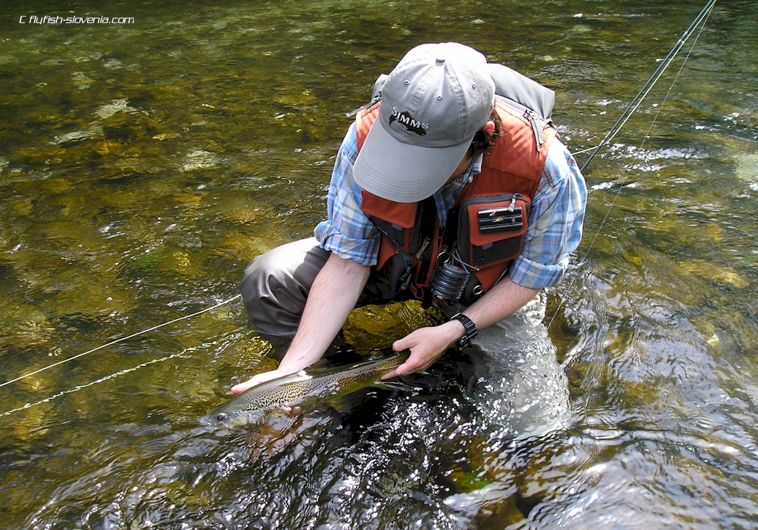 Beautiful hybrid trout before release