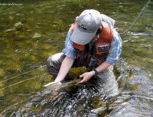 Beautiful hybrid trout before release