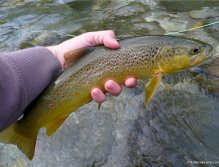 Hybrid trout from the Idrijca river