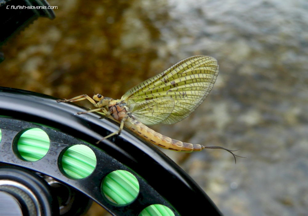 Mayfly from the Idrijca river