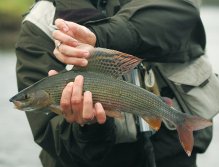 Alex's grayling