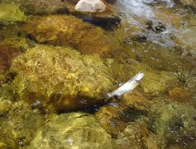 Reaping the rewards of a perfect drift