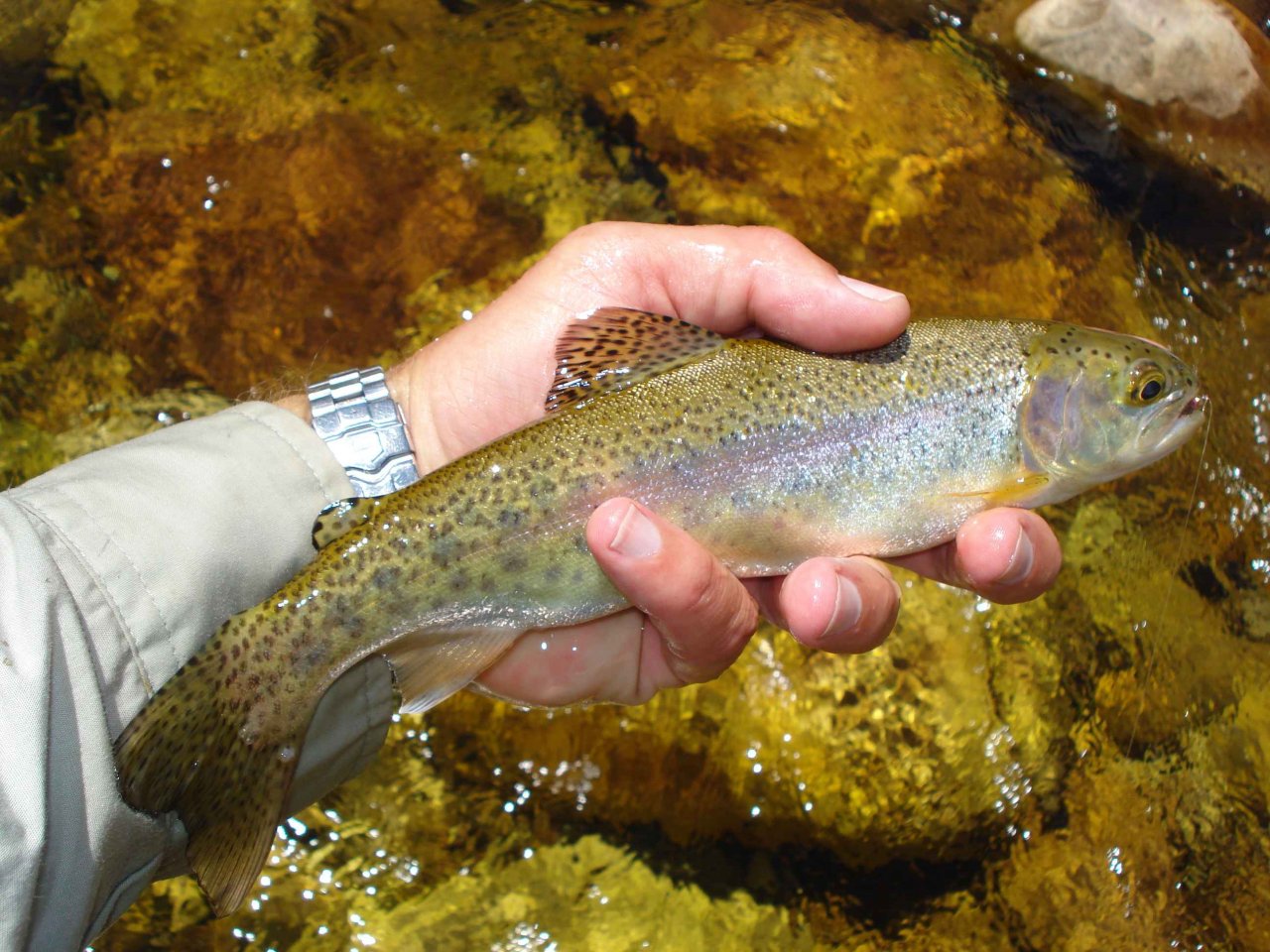 A wild fish, getting ready to be returned to the stream