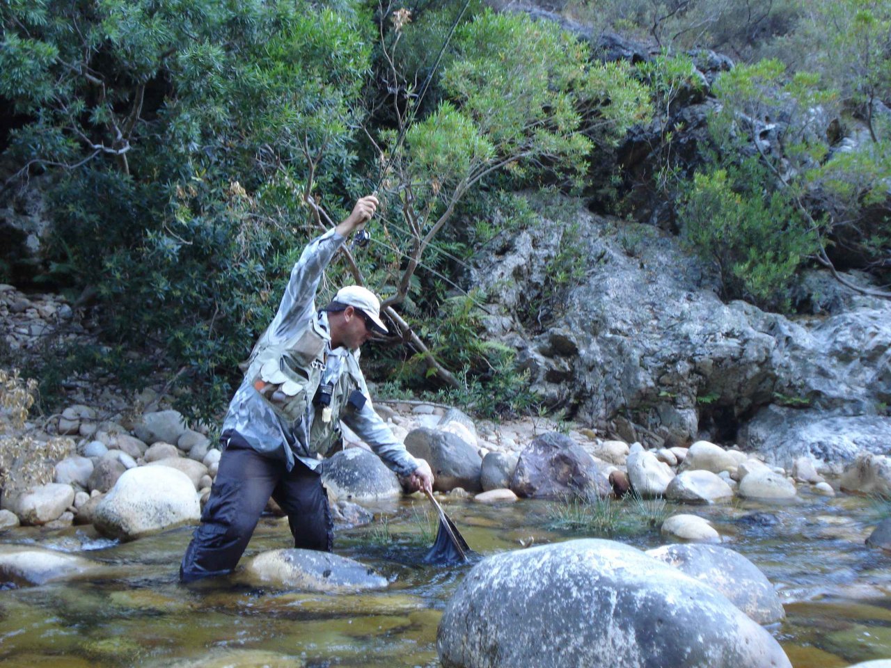 Netting a fish from a little run