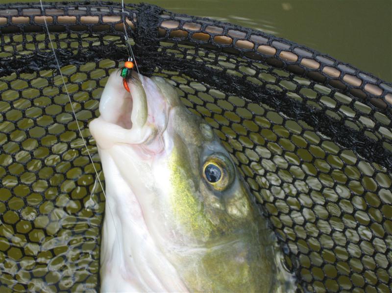 Hot head Brassie fly